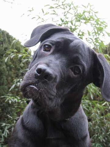 Cane Corso Italiano