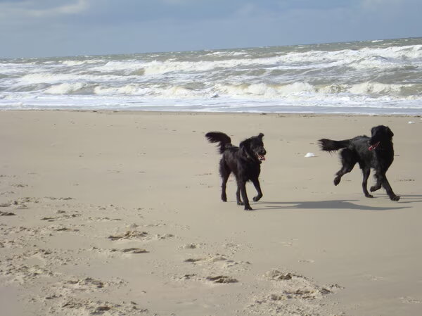 Flat Coated Retriever