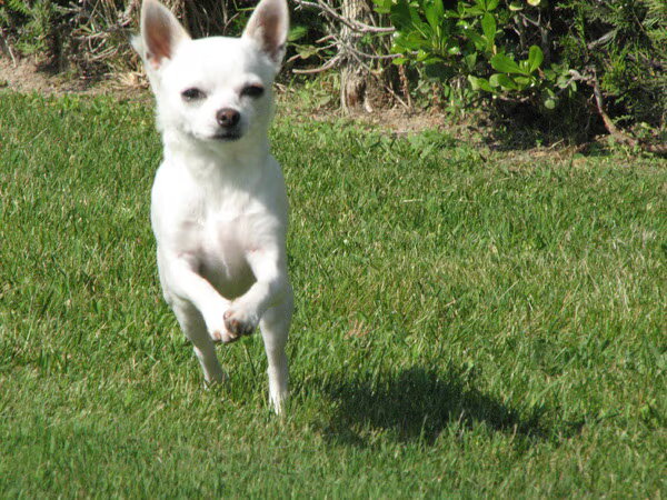 Chihuahua