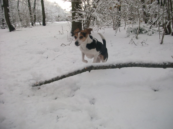 roxy in de sneeuw springt over een tak
