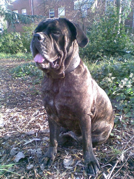 Cane Corso Italiano