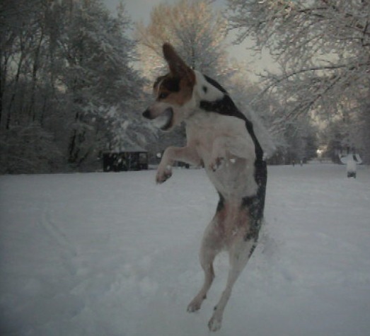 roxy springt naar een sneeuwbal