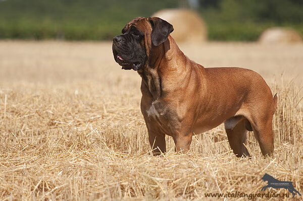 Cane Corso Italiano