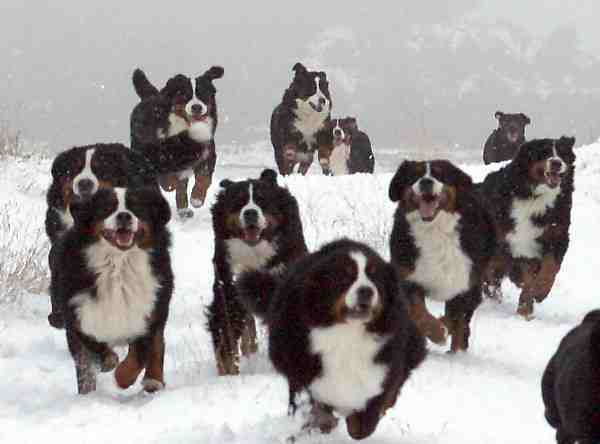 Pret met de roedel Berners in de sneeuw