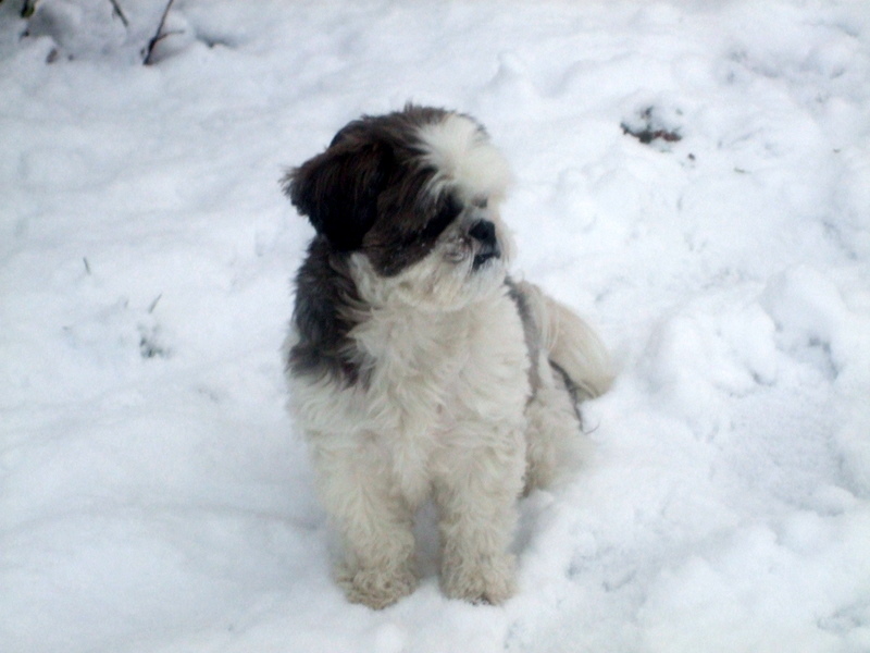 kyra in de sneeuw