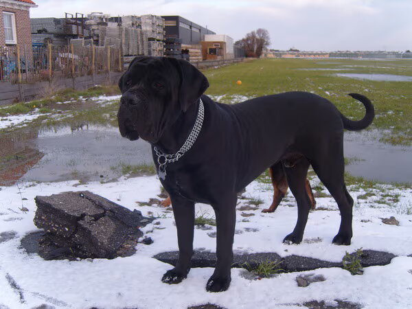 Cane Corso Italiano