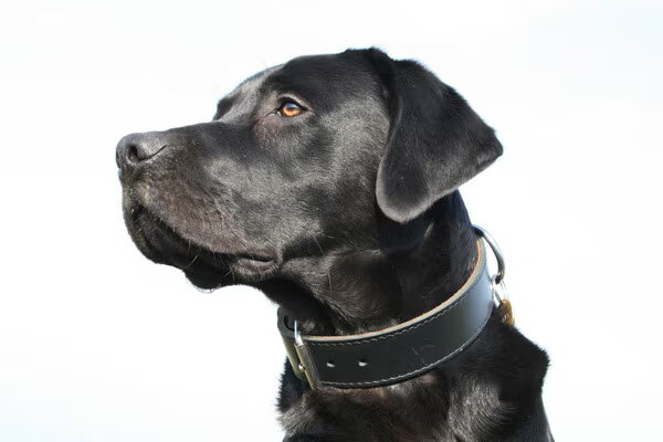 Labrador