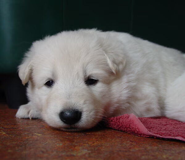 White Swiss Shepherd Dog
