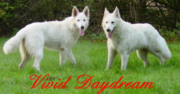 White Swiss Shepherd Dog