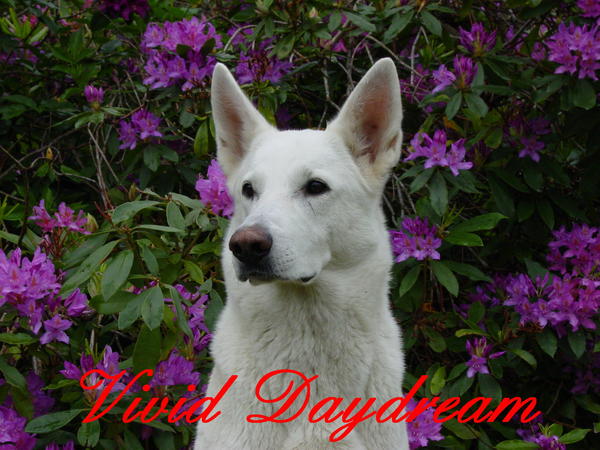 White Swiss Shepherd Dog