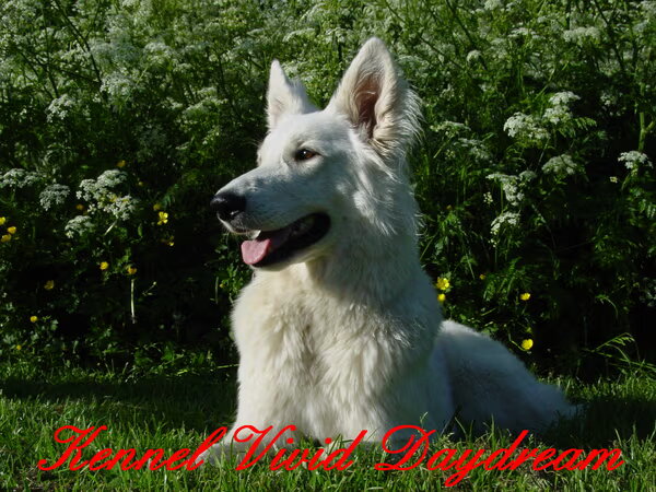 White Swiss Shepherd Dog