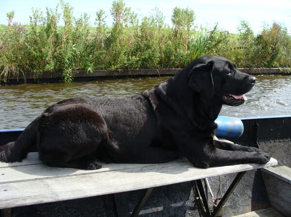 Labrador