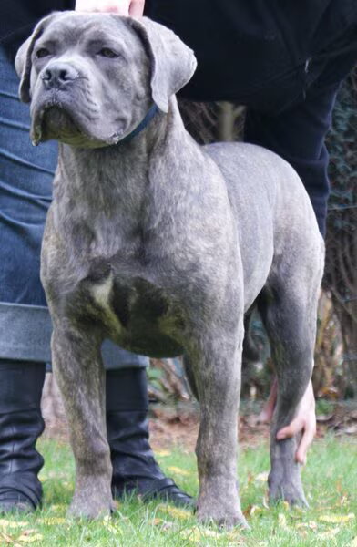Cane Corso Italiano