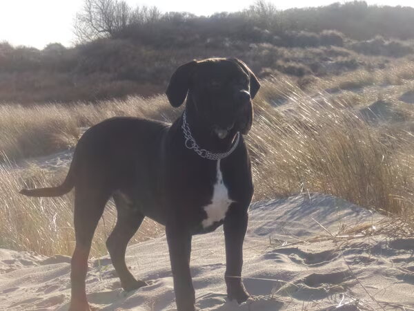 Cane Corso Italiano