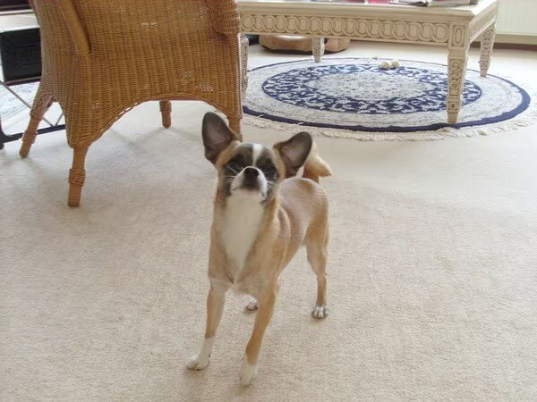 Chihuahua