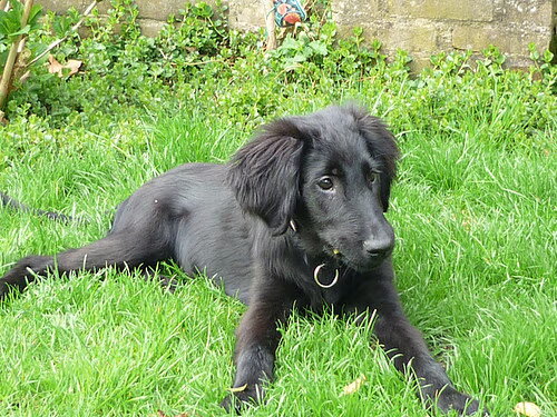 Flat Coated Retriever