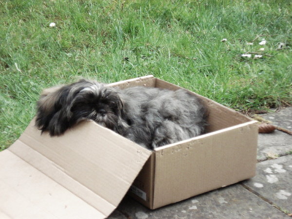 Charley in slapend in haar doosje