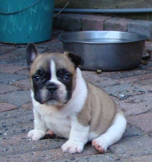 Franse Bulldogkennel van Salubaro