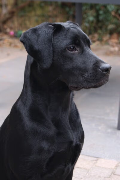 Labrador
