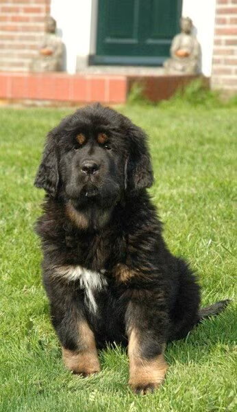 Do Khyi kennel Dekyi Champa