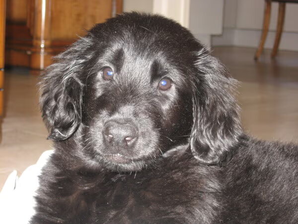 Flat Coated Retriever