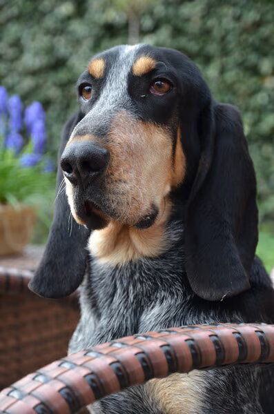 Basset Blue de Gascogne