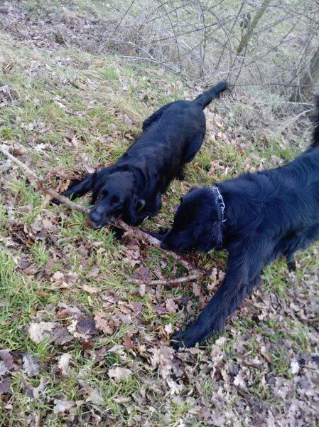 Flat Coated Retriever