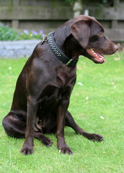 Labrador