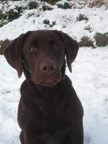 Labrador