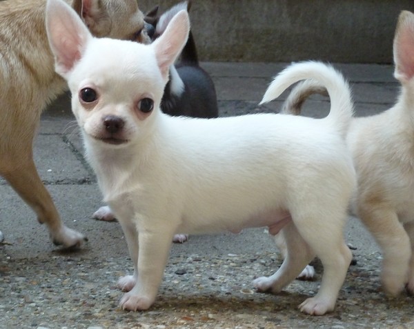 Chihuahua Kennel