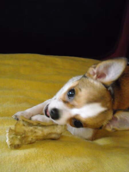 Chihuahua