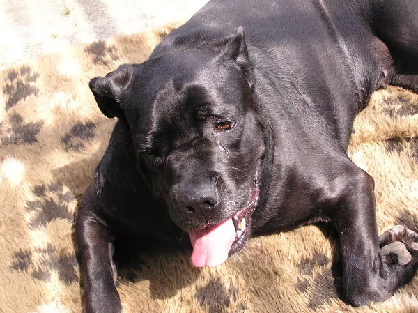 Cane Corso Italiano