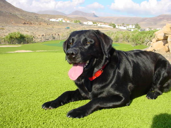 Labrador