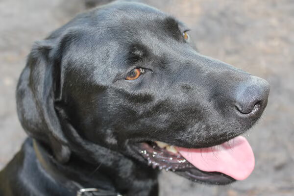Labrador