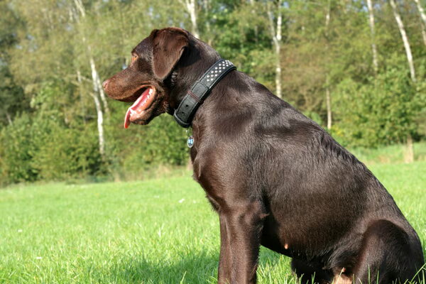Labrador
