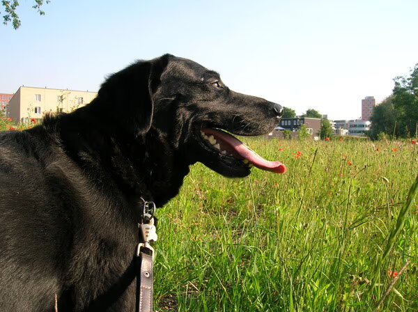 Labrador