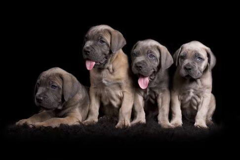 Cane Corso Italiano