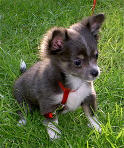 Chihuahua
