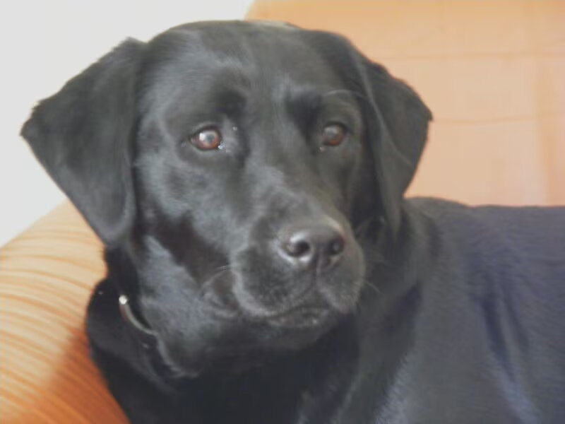 Labrador