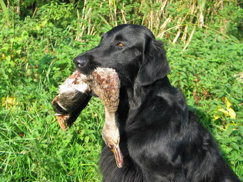 Flat Coated Retriever
