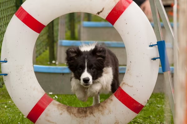 Border Collies van't Rublisiehof