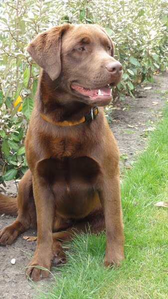 Labrador
