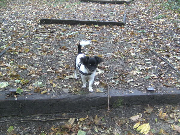 Chihuahua