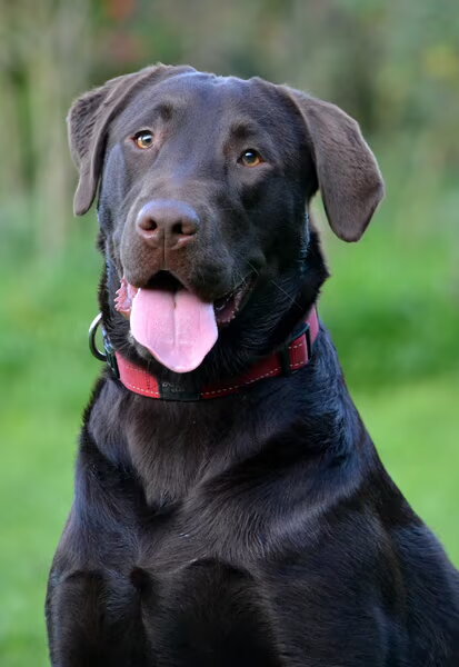 Labrador