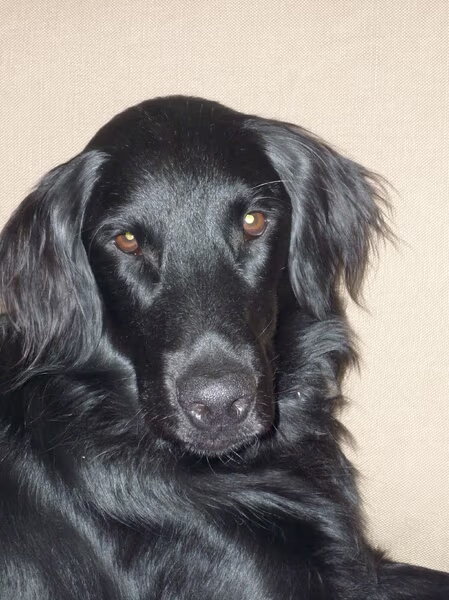 Flat Coated Retriever