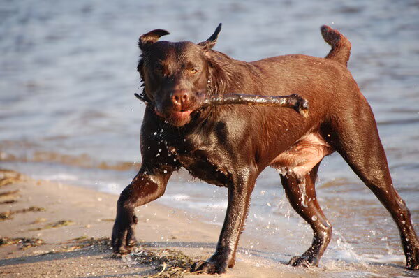 Labrador