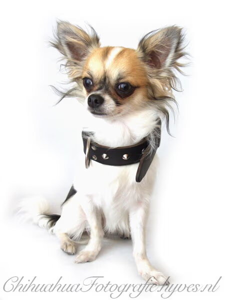 Chihuahua