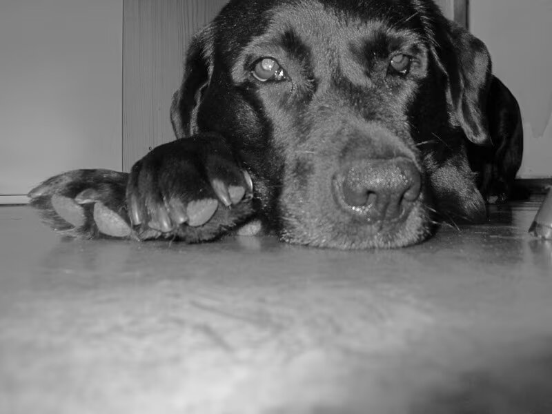 Labrador