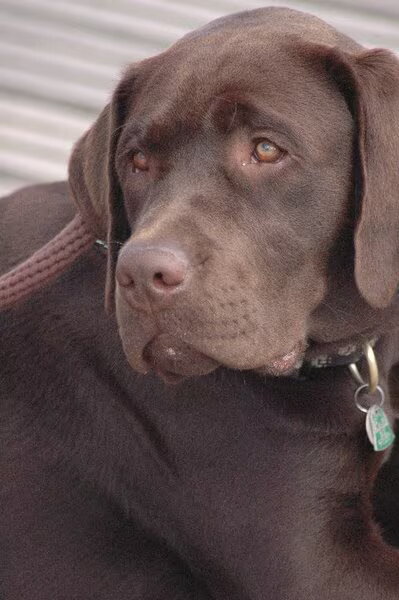Labrador