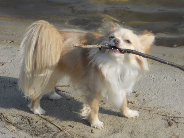 Chihuahua